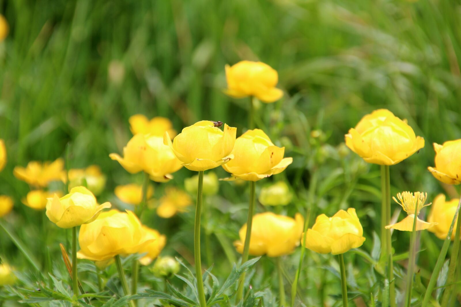 Canon EOS 600D (Rebel EOS T3i / EOS Kiss X5) sample photo. Meadow, flower, yellow photography