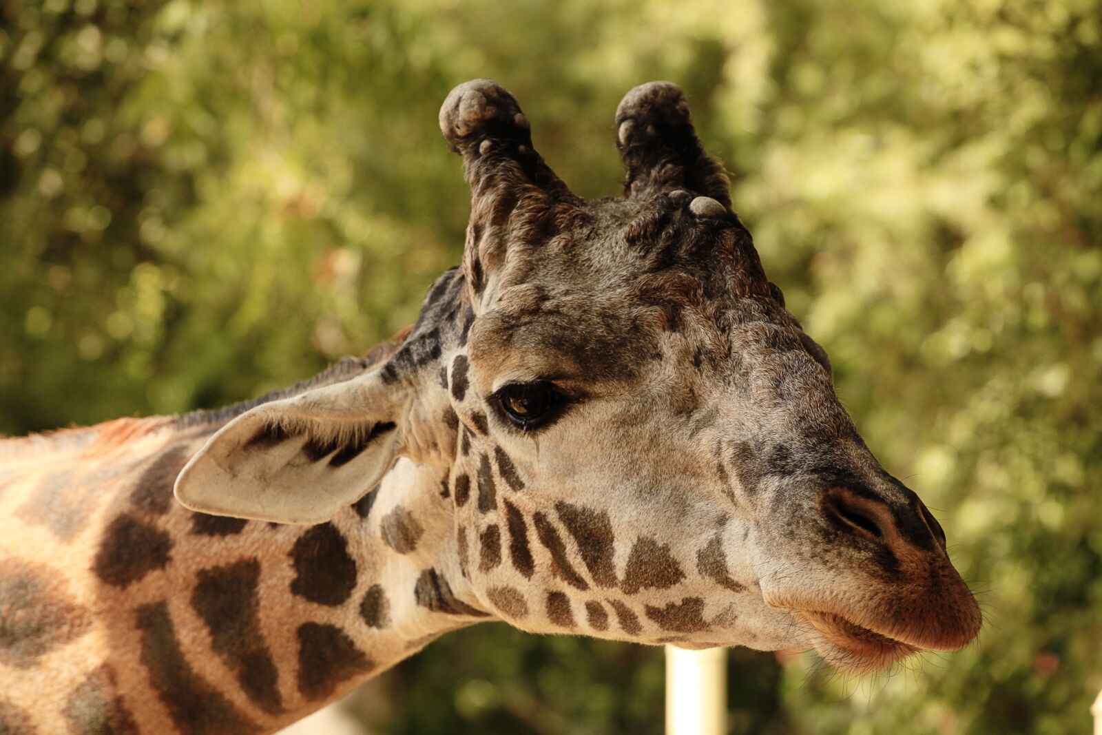 Canon EOS 5D Mark II sample photo. Zoo, giraffe, animal photography