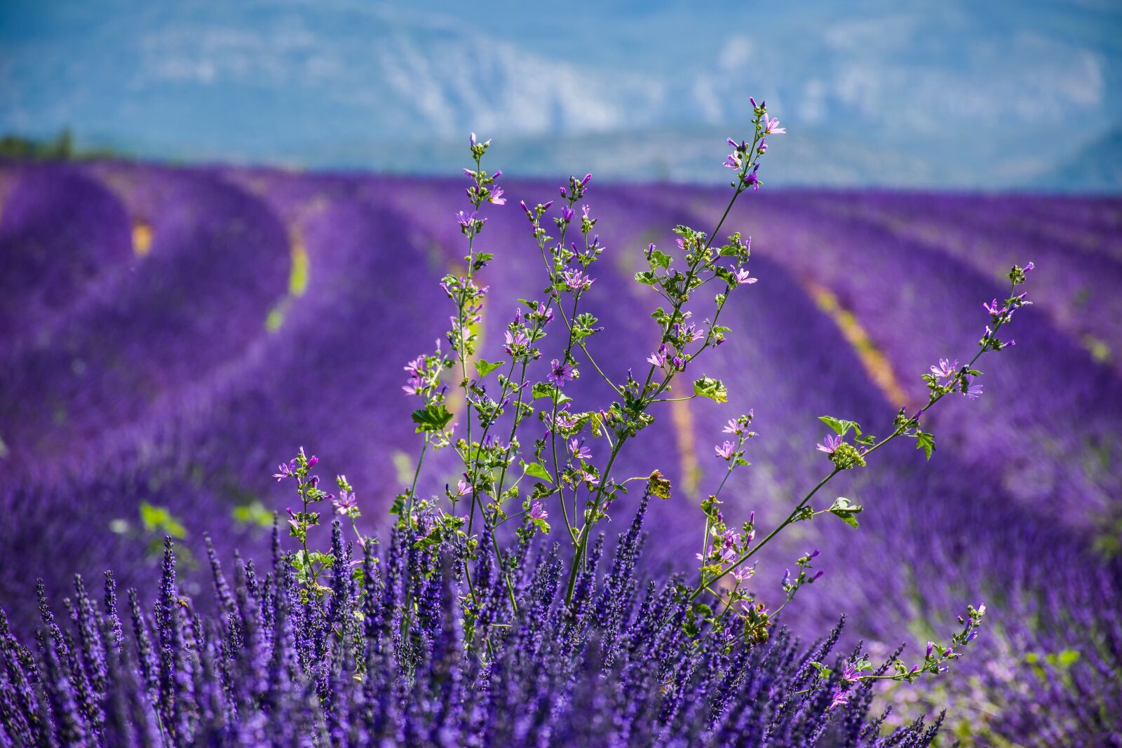 Nikon D5600 sample photo. Moustiers-sainte-marie, lavender, beautiful landscape photography