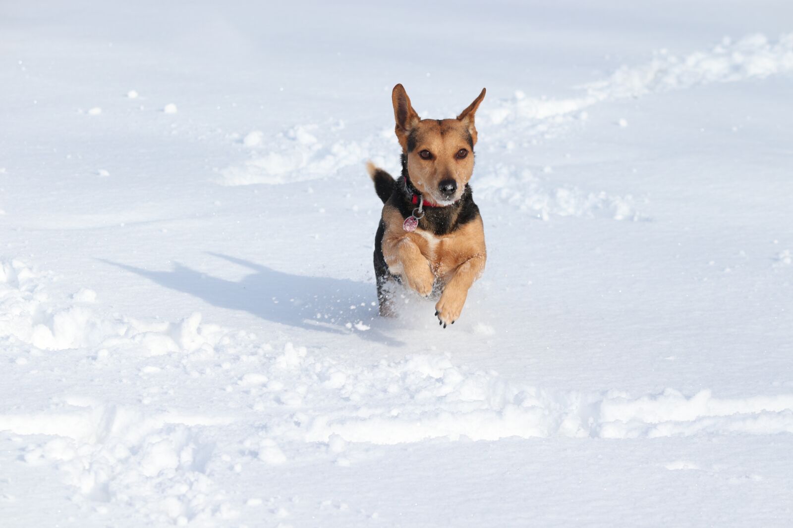 Canon EOS 200D (EOS Rebel SL2 / EOS Kiss X9) sample photo. Dog, snow, race photography
