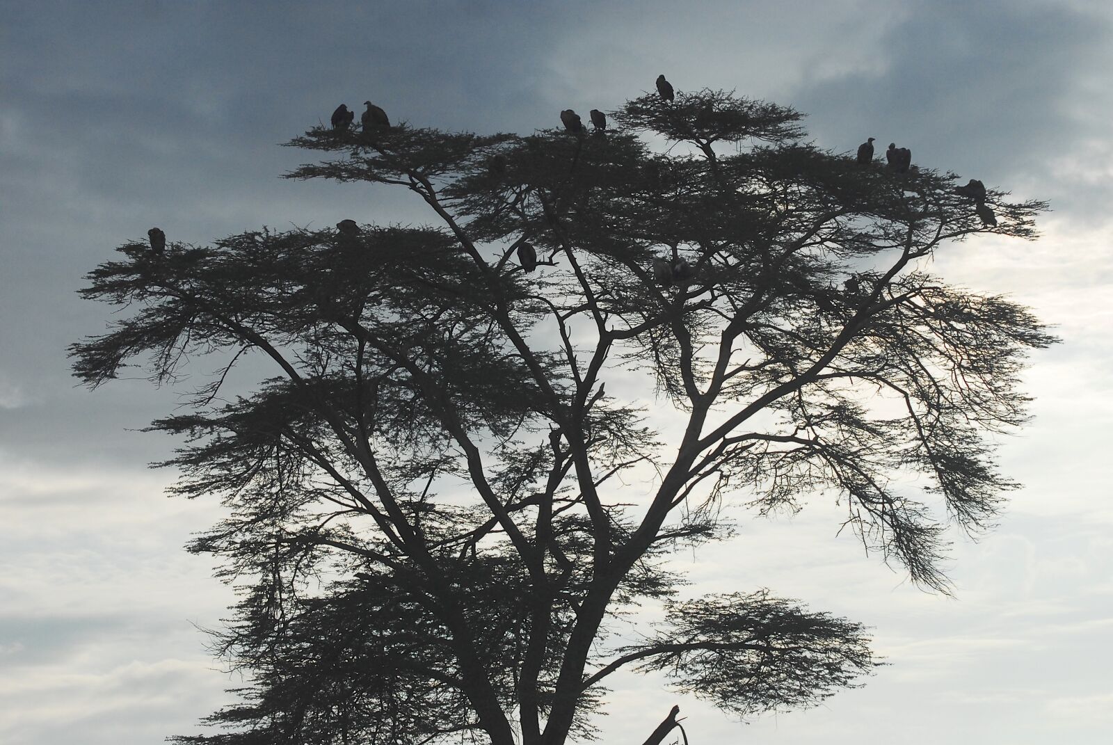 Nikon D200 sample photo. Vultures, earth hour, scavengers photography