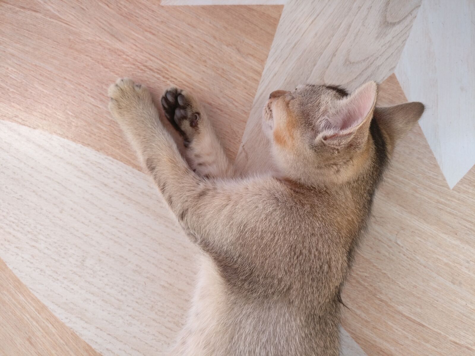 OnePlus A3003 sample photo. Cat, sleeping, tile photography
