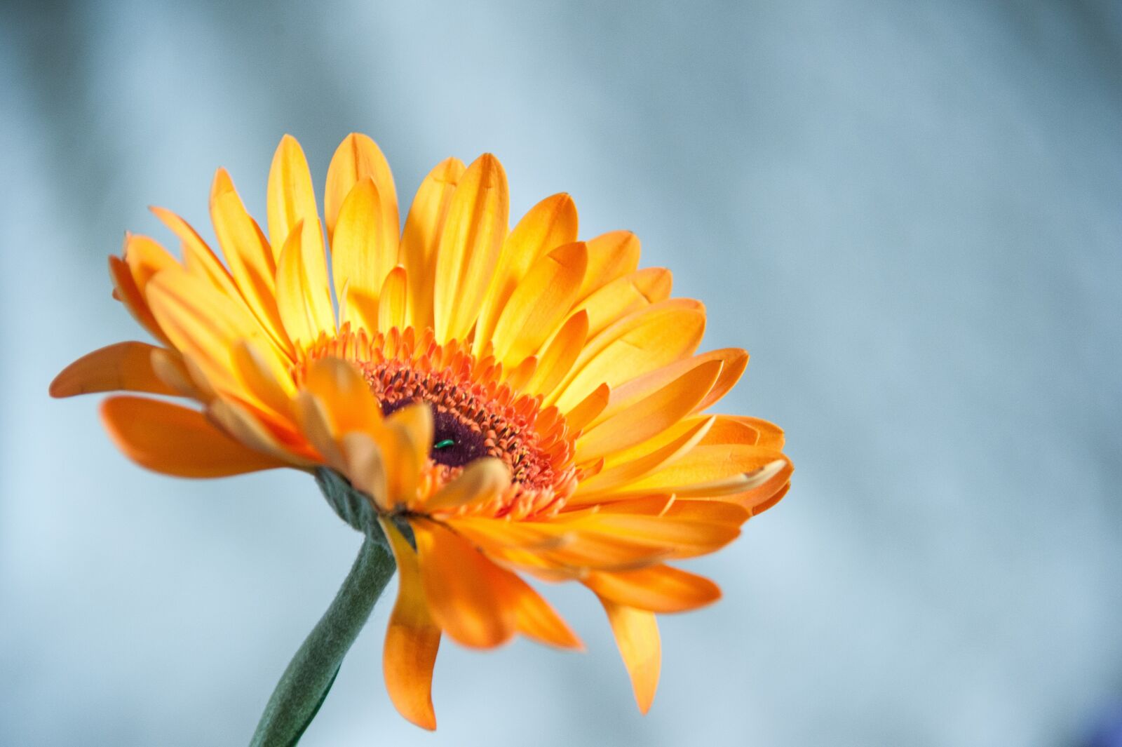 Nikon D700 sample photo. Flower, orange, summer photography