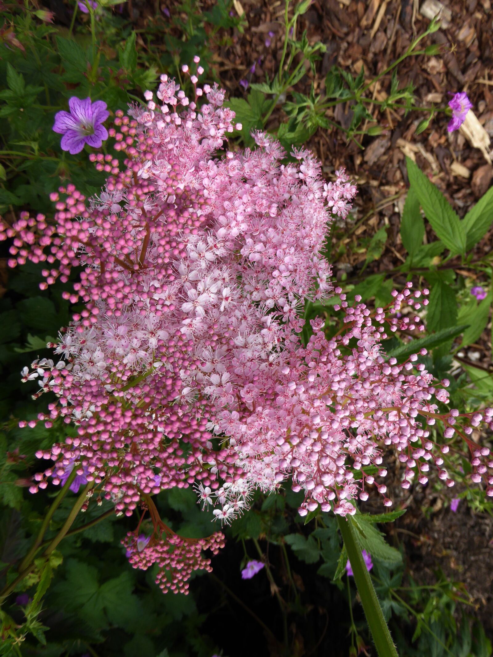 Panasonic DMC-TZ61 sample photo. Mini flowers, garden, pink photography