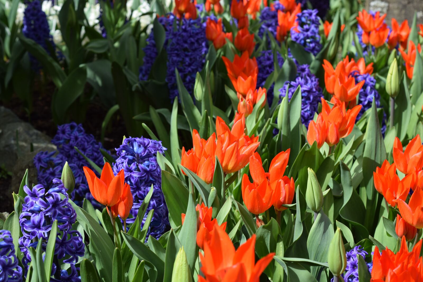 Nikon D3300 sample photo. Red, purple, flower photography