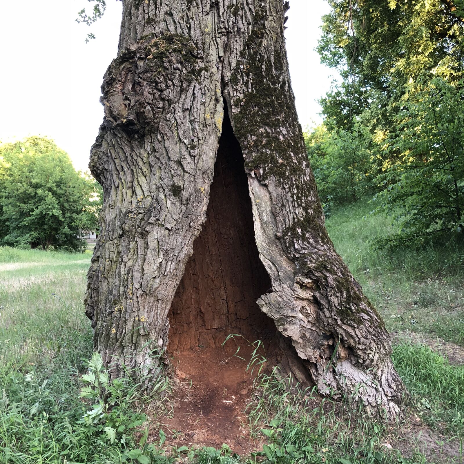 iPhone 8 Plus back dual camera 3.99mm f/1.8 sample photo. Tree, hole, portal photography