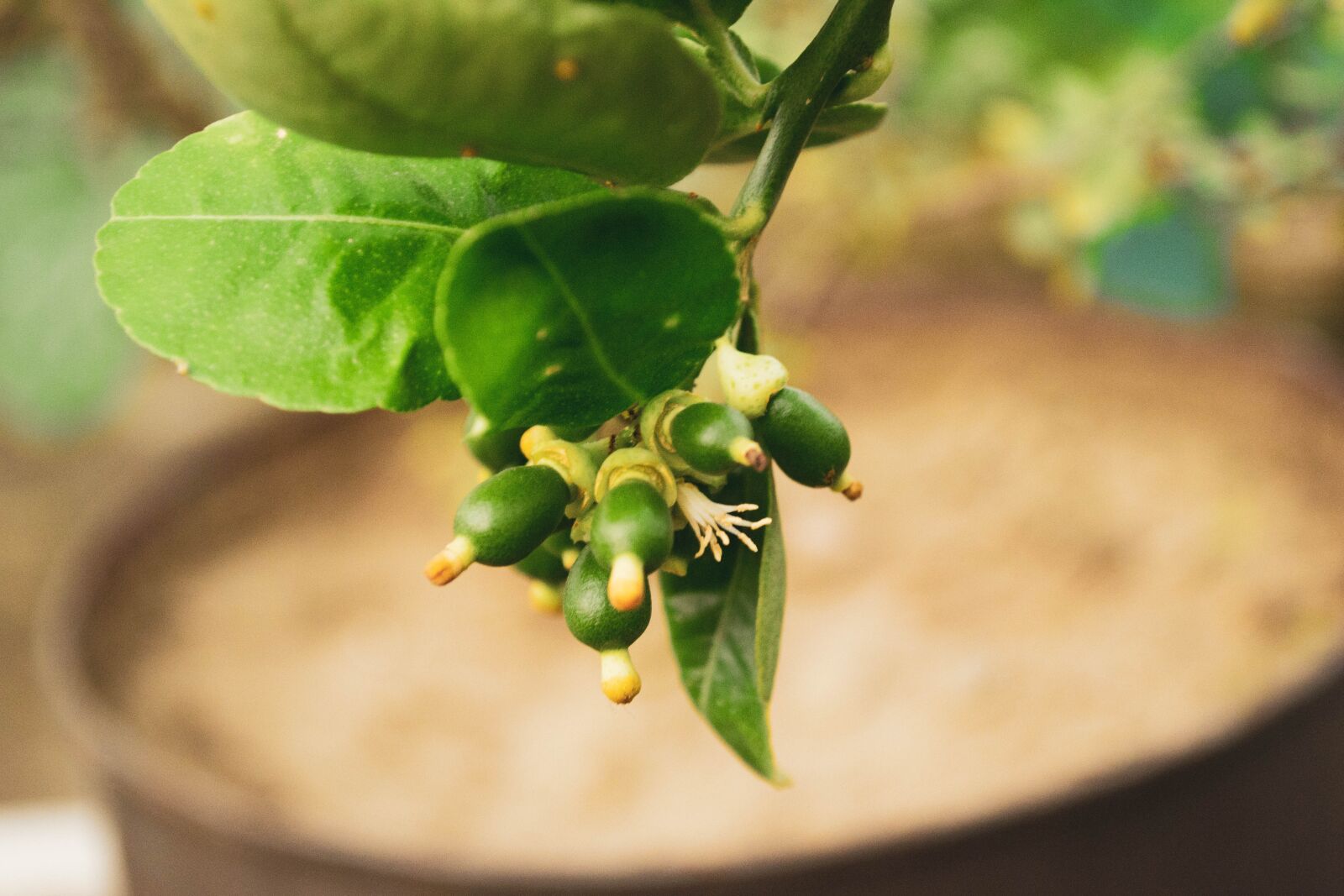 Nikon D3100 sample photo. Lemon, nature, green photography