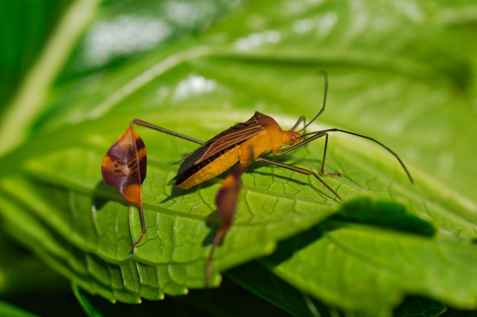 Nikon D3200 sample photo. Costa rica, insect, fauna photography