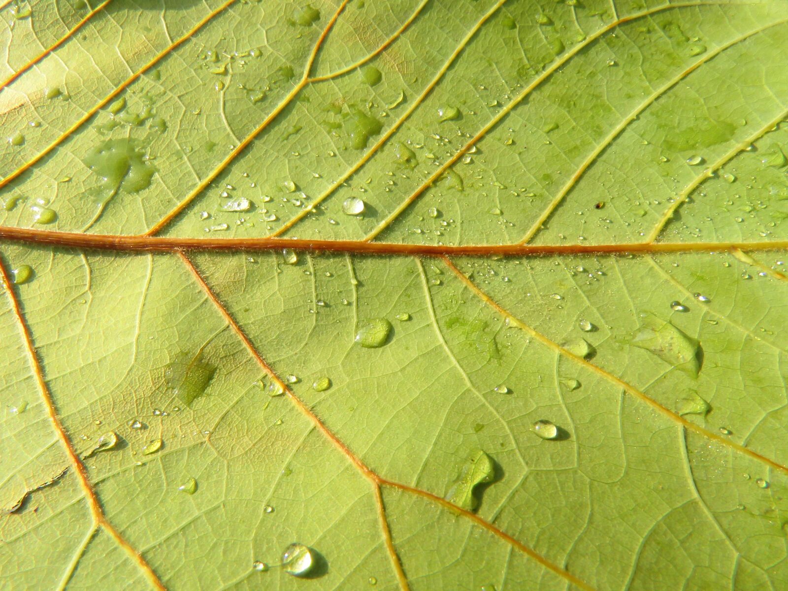 Canon PowerShot SX60 HS sample photo. Leaf, texture, green photography