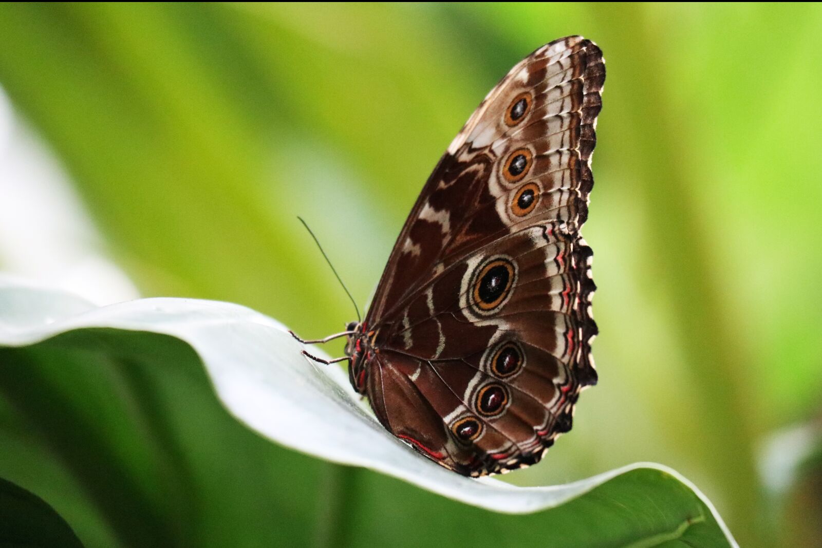 Canon EOS M100 + Canon EF-M 55-200mm F4.5-6.3 IS STM sample photo. Sky butterfly, brown, eyes photography