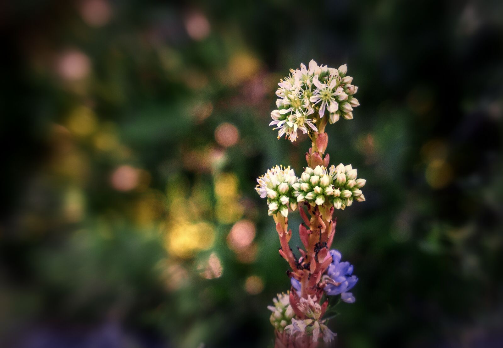 Sony E 16-50mm F3.5-5.6 PZ OSS sample photo. Flowers, nature, flora photography