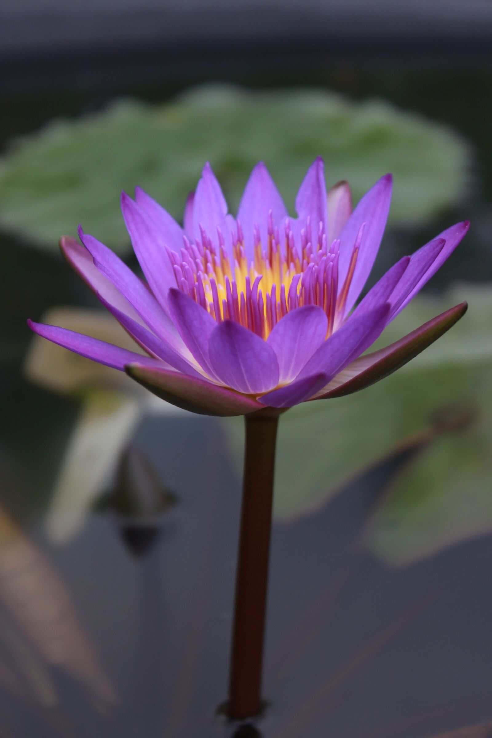 Canon EOS 500D (EOS Rebel T1i / EOS Kiss X3) sample photo. Kite, lotus, water lilies photography