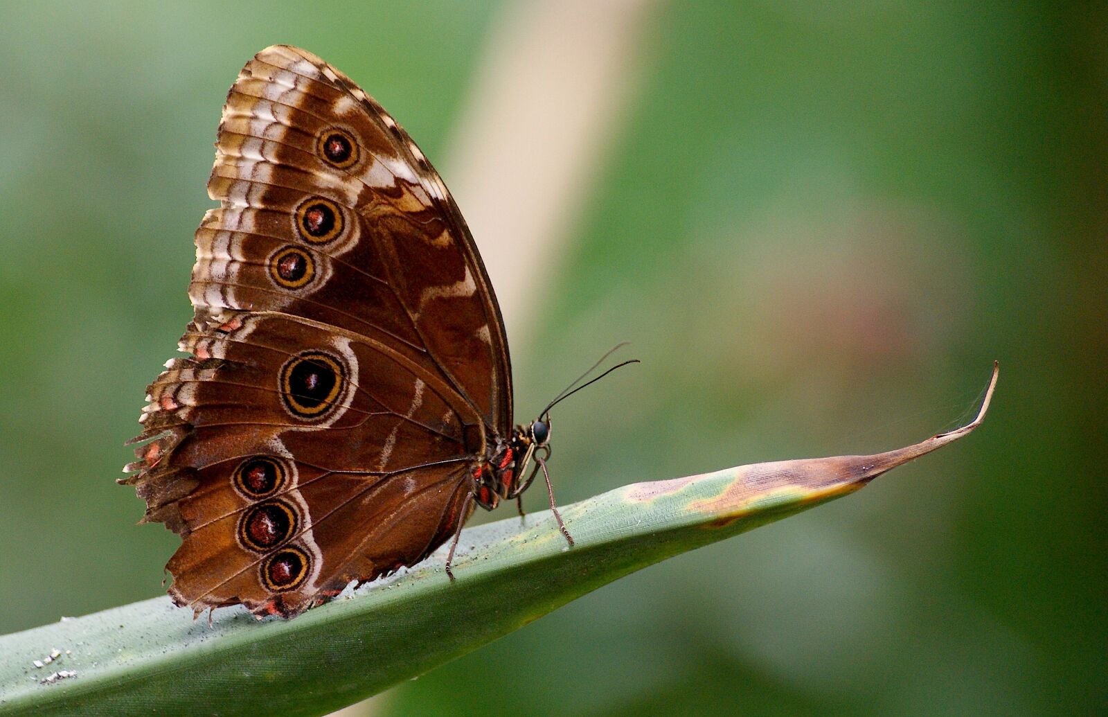 Sony Alpha DSLR-A350 sample photo. Butterfly, exotic, tropical photography