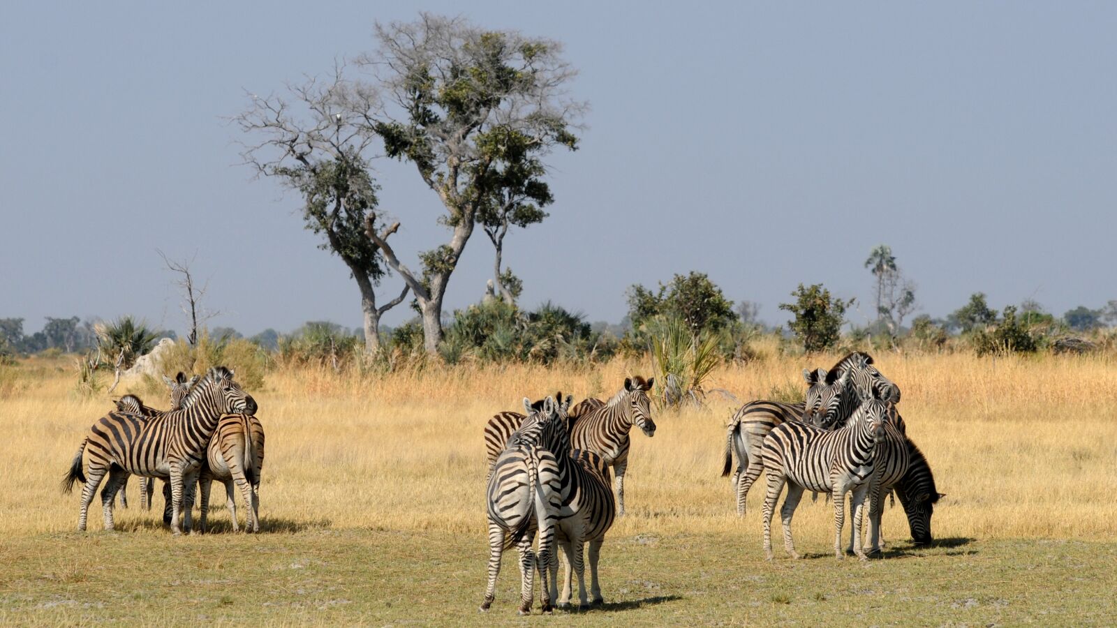 Nikon D300 sample photo. Botswana, okavango delta, zebras photography