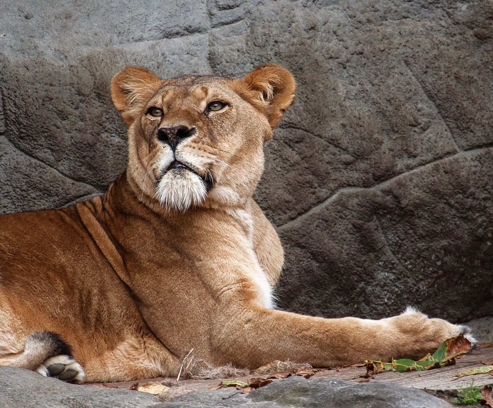 Canon EOS 50D + Canon EF-S 55-250mm F4-5.6 IS STM sample photo. Lioness, lion, predator photography