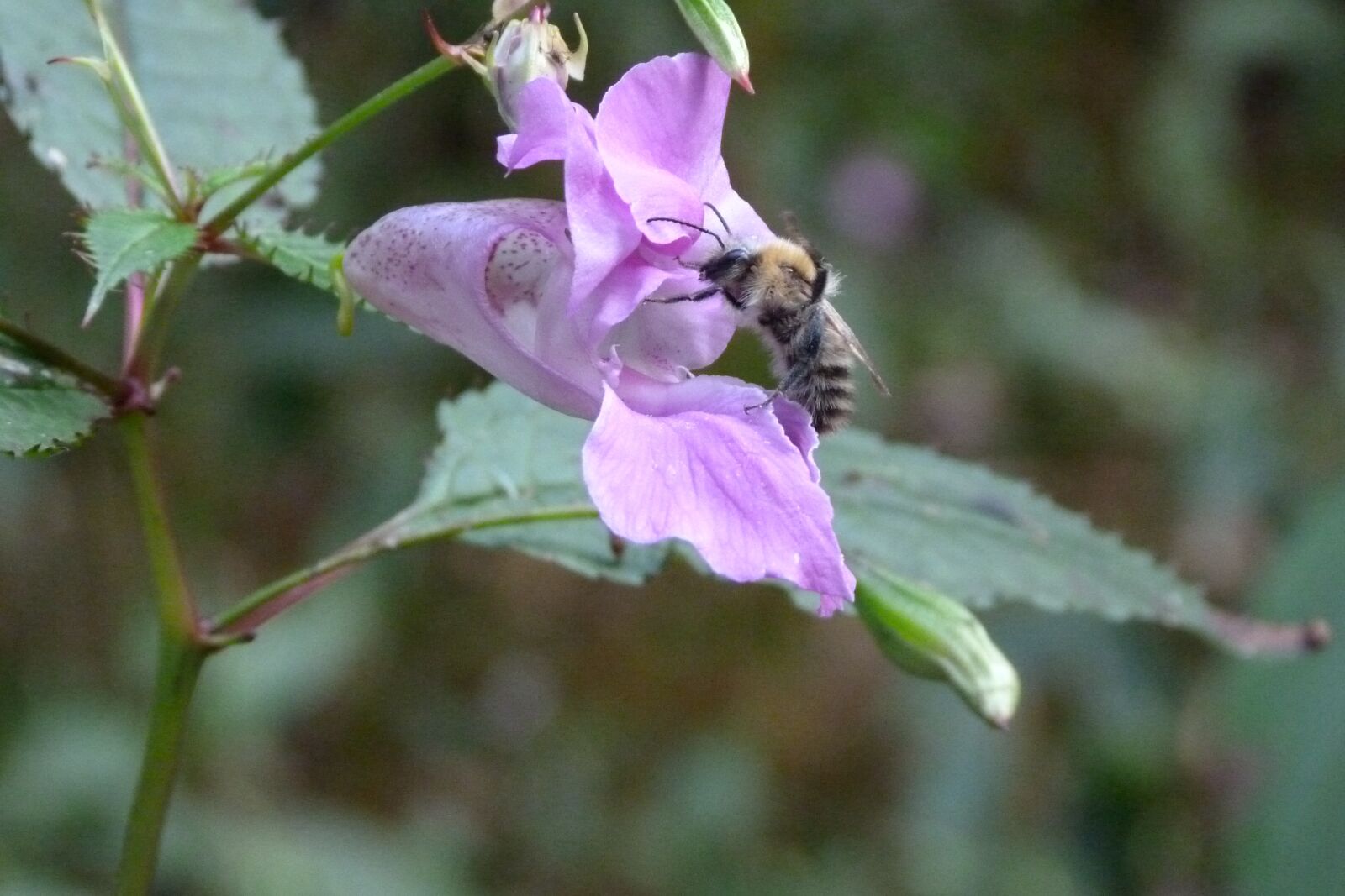 Panasonic Lumix DMC-FZ40 (Lumix DMC-FZ45) sample photo. Bee, flower, pollen photography