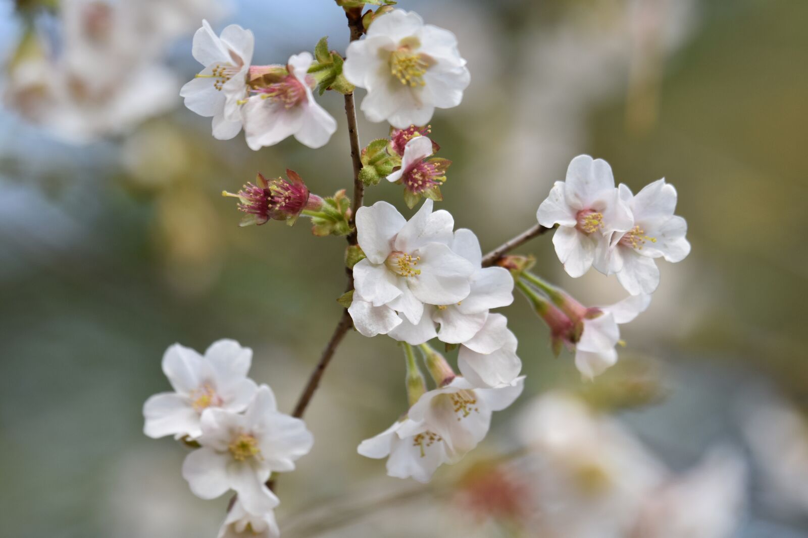 Nikon D7200 sample photo. Natural, landscape, plant photography