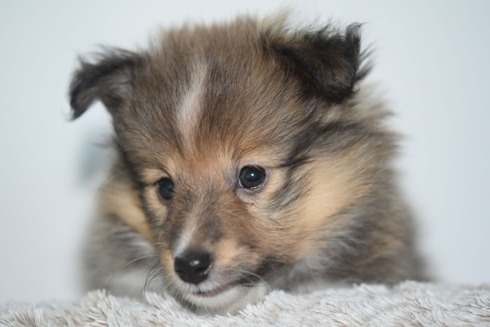 Nikon D5600 sample photo. Dog, dog shetland sheepdog photography