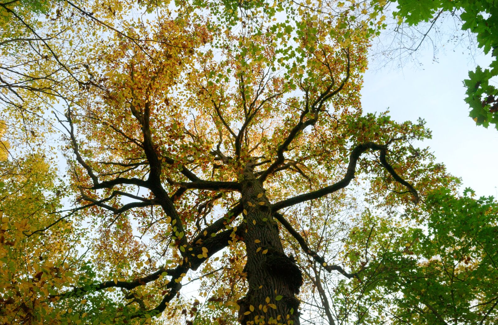 Nikon D3100 sample photo. Autumn, leaves, colored photography