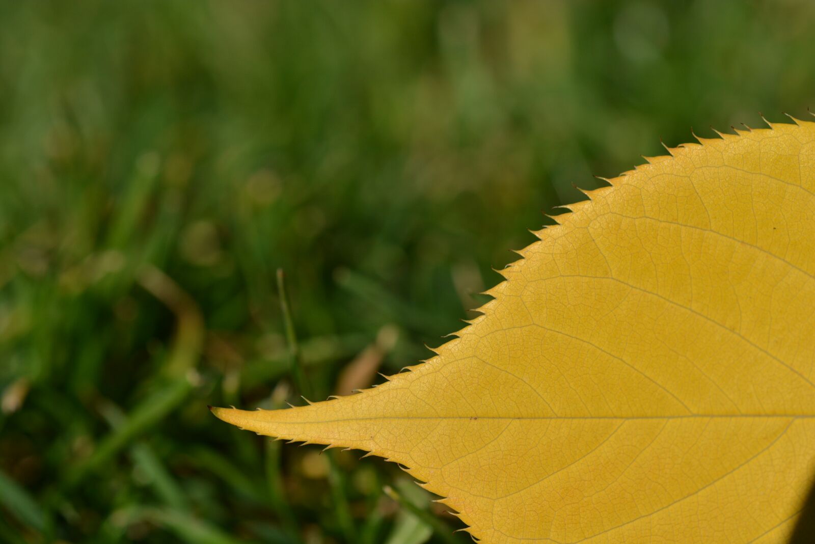 Nikon D7100 sample photo. Autumn leaf, autumn, leaf photography