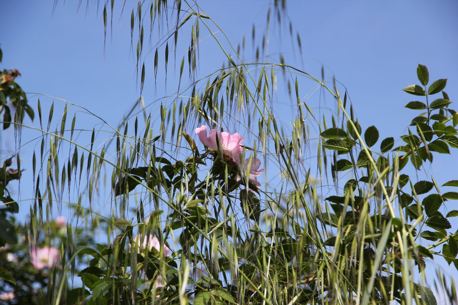 Canon EOS 550D (EOS Rebel T2i / EOS Kiss X4) sample photo. Pink, rose, plants photography