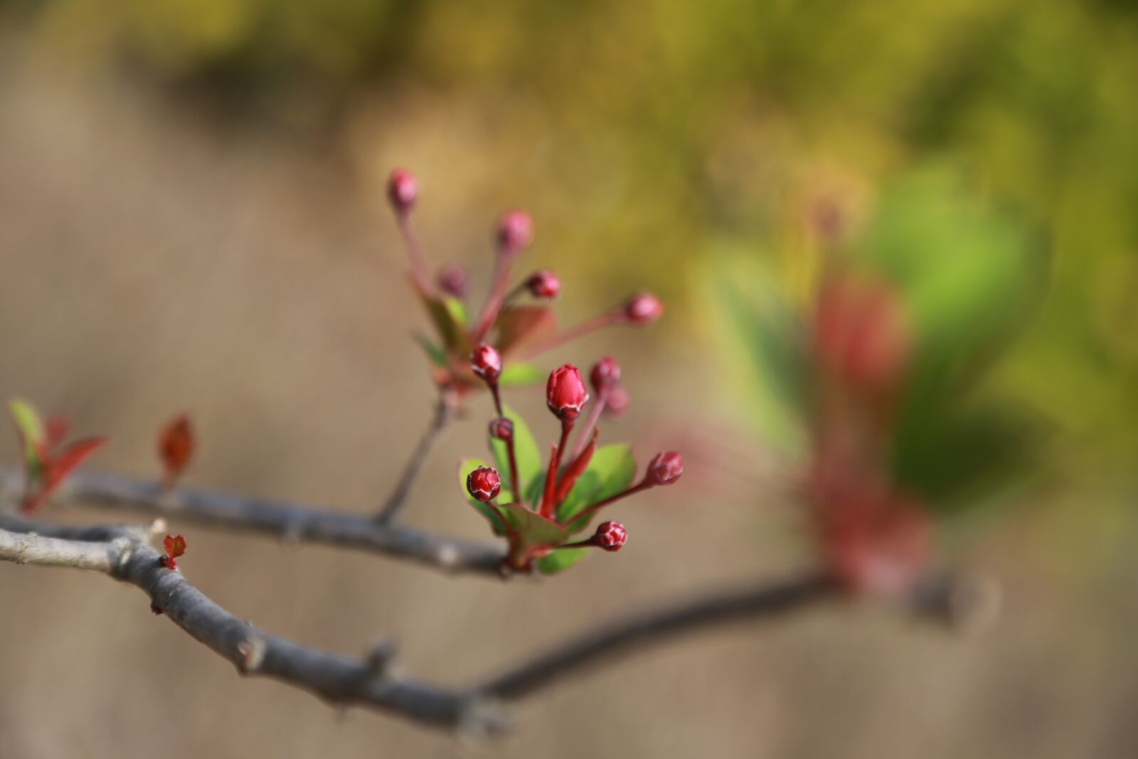 Canon EOS 6D + Canon EF 24-105mm F4L IS USM sample photo. Bud, buds, flowers photography