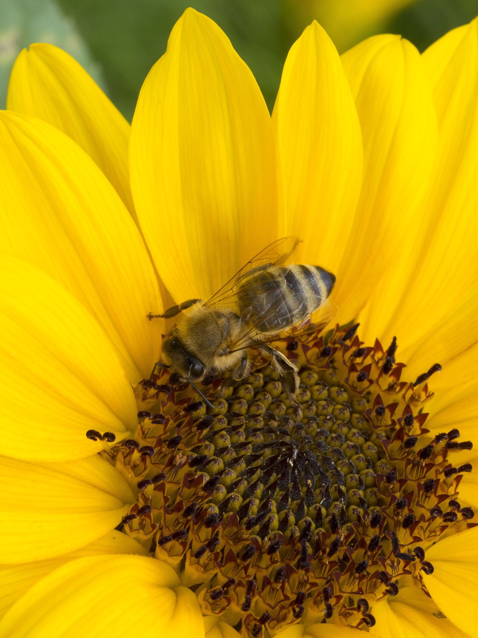 Olympus M.Zuiko Digital ED 60mm F2.8 Macro sample photo. Bee, insects, forage photography