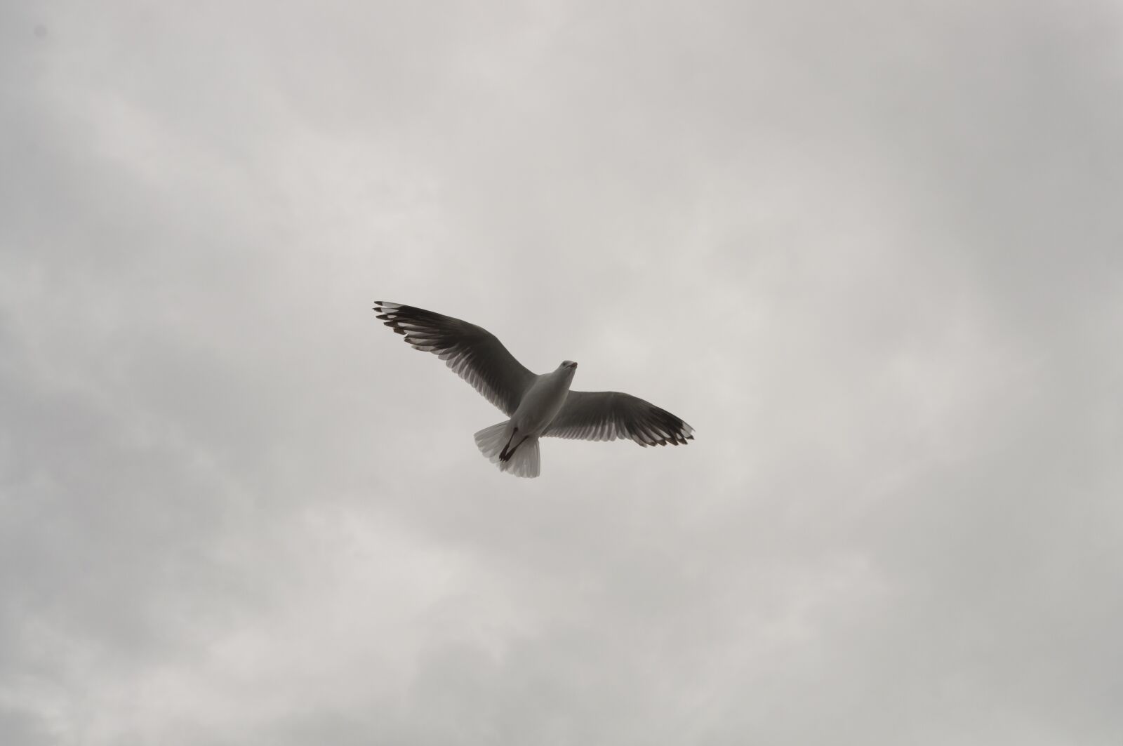 Nikon D5000 sample photo. Bird, flight, sky photography