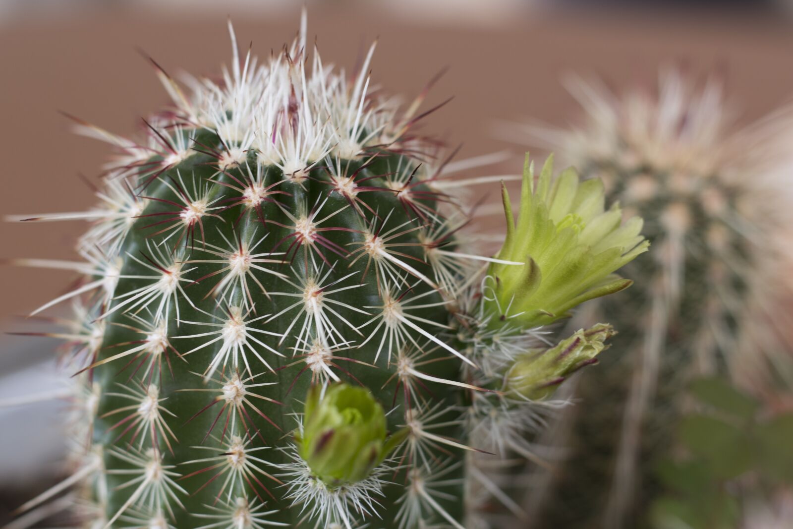 Canon EOS 70D + Canon EF 50mm F1.8 STM sample photo. Cactus, flower, plant photography