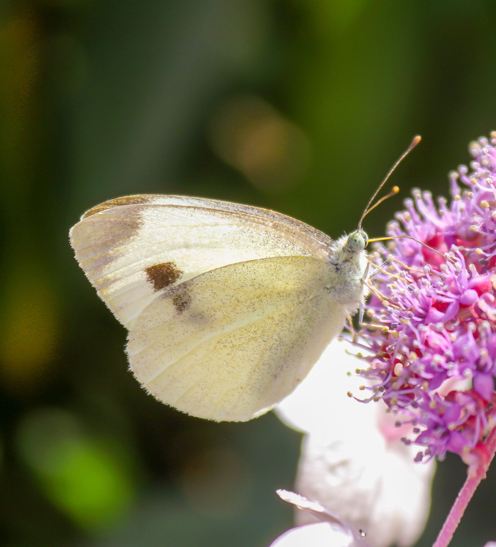 Canon EOS 200D (EOS Rebel SL2 / EOS Kiss X9) sample photo. Butterfly, blossom, bloom photography