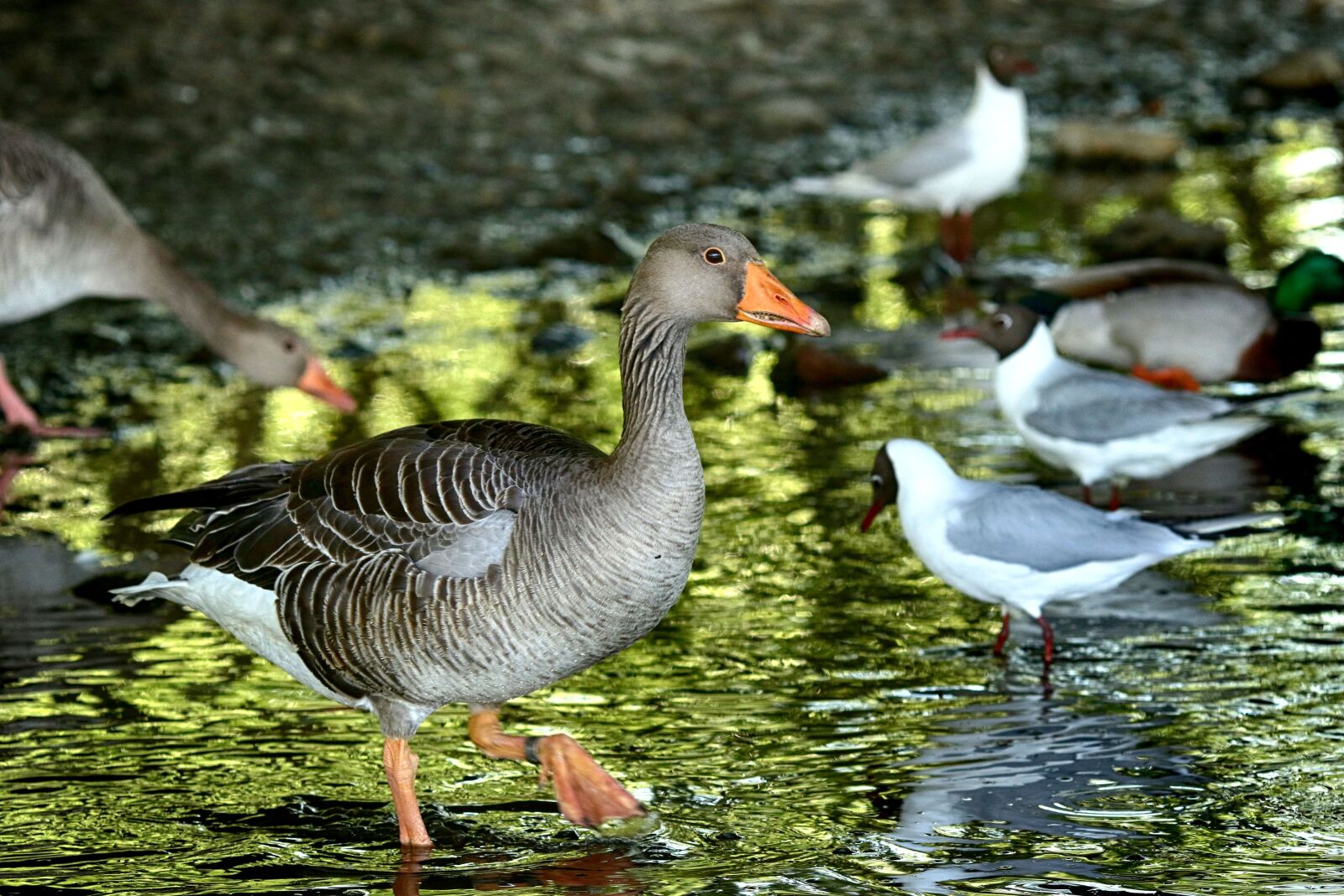Canon EOS 7D Mark II + Canon EF 135mm F2L USM sample photo. Goose, and, bird photography