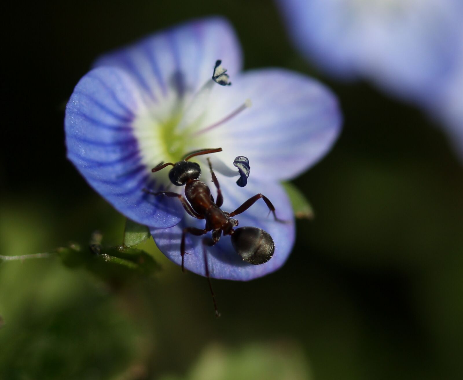 Canon EF-S 60mm F2.8 Macro USM sample photo. Cornflower, ant, insecta photography