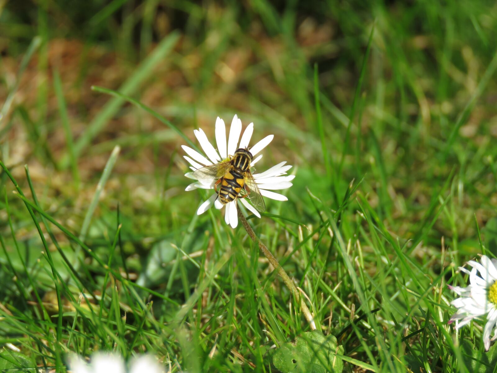 Canon PowerShot SX60 HS sample photo. Grass, geese flower, insect photography