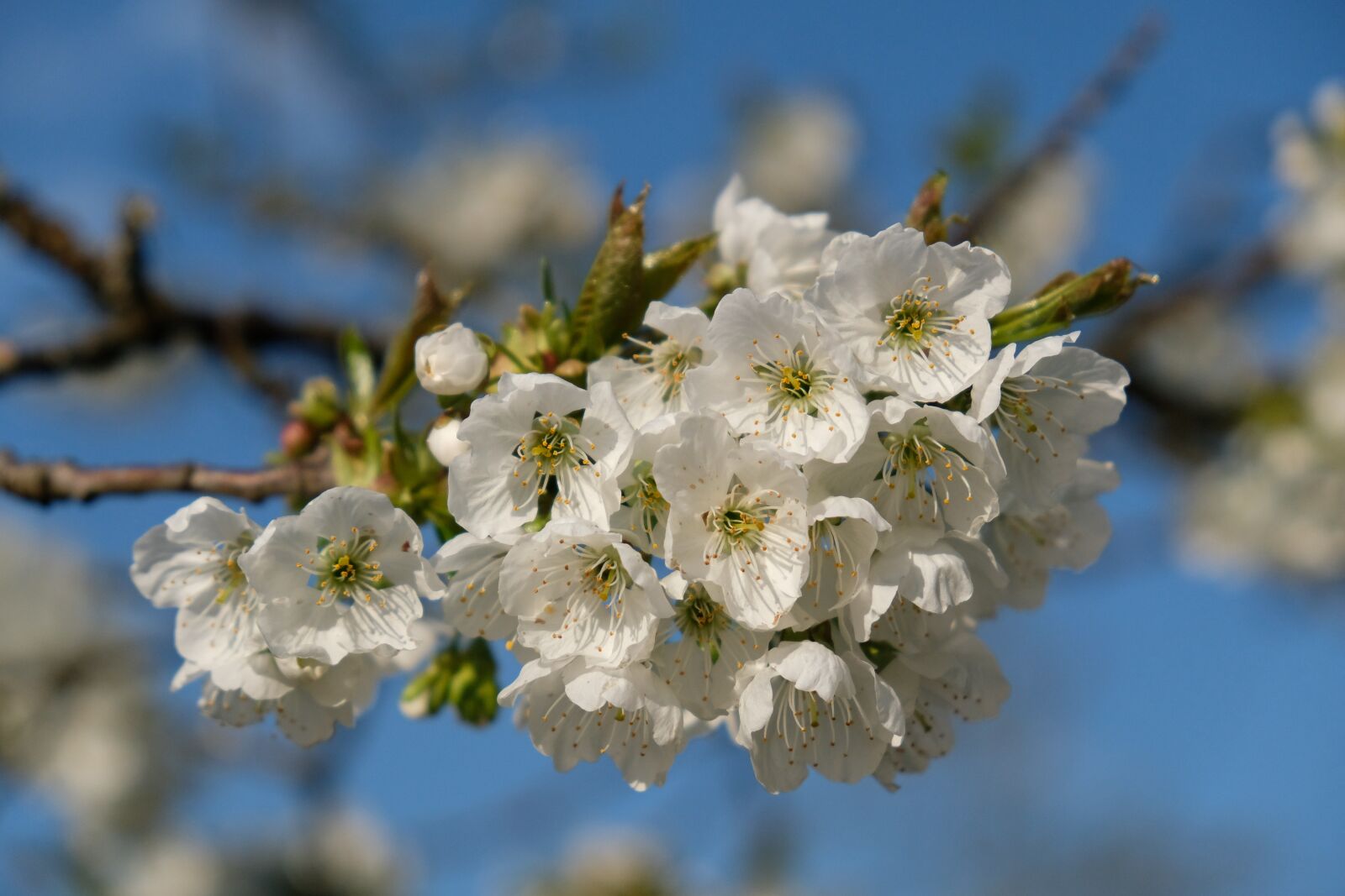 Fujifilm X-T20 sample photo. Blossom, bloom, apple blossom photography
