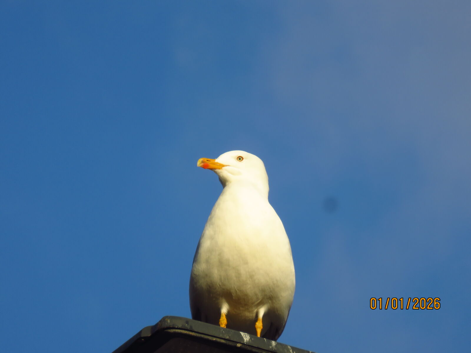 Canon PowerShot SX700 HS sample photo. Seagull in istanbul, t photography