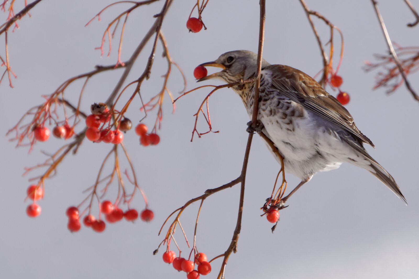 Nikon D90 sample photo. Fieldfare, bird, municipal photography