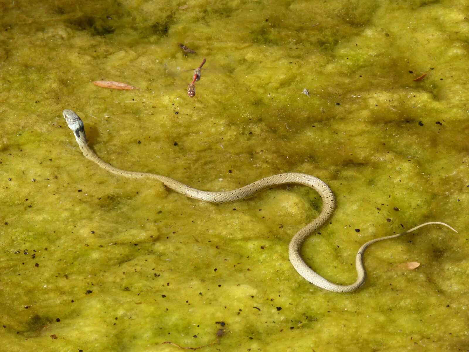 Panasonic DMC-FZ62 sample photo. Snake, snake river, algae photography