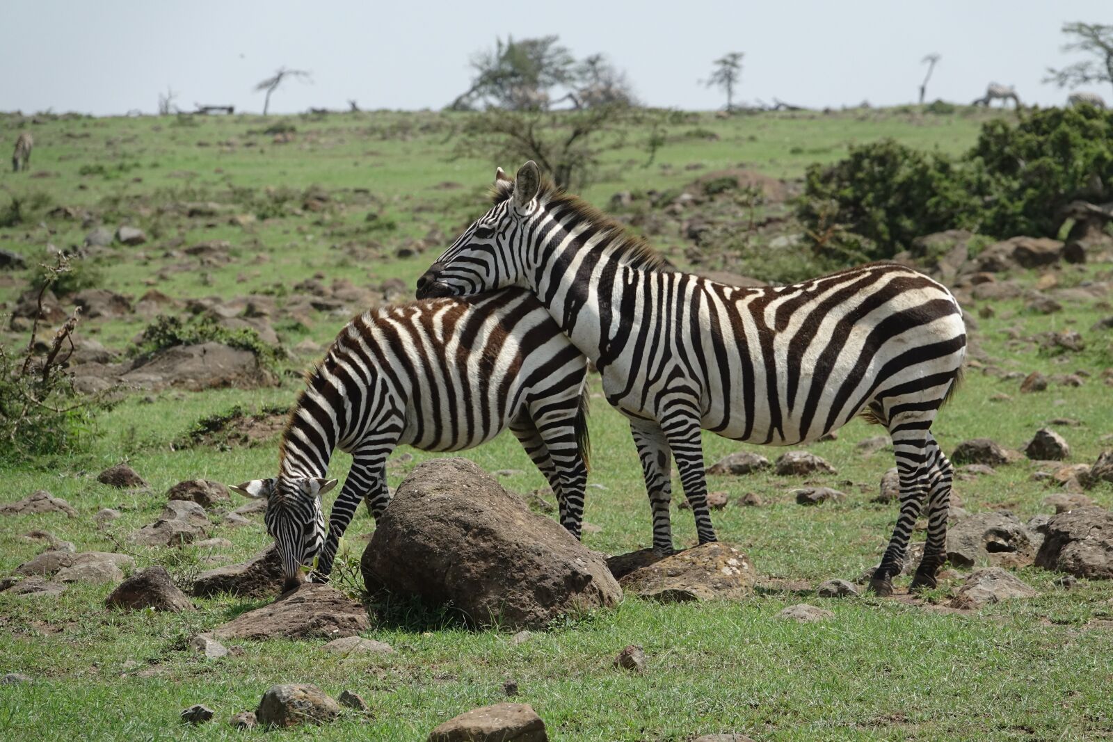 Sony Cyber-shot DSC-RX10 III sample photo. Zebra, wildlife, safari photography