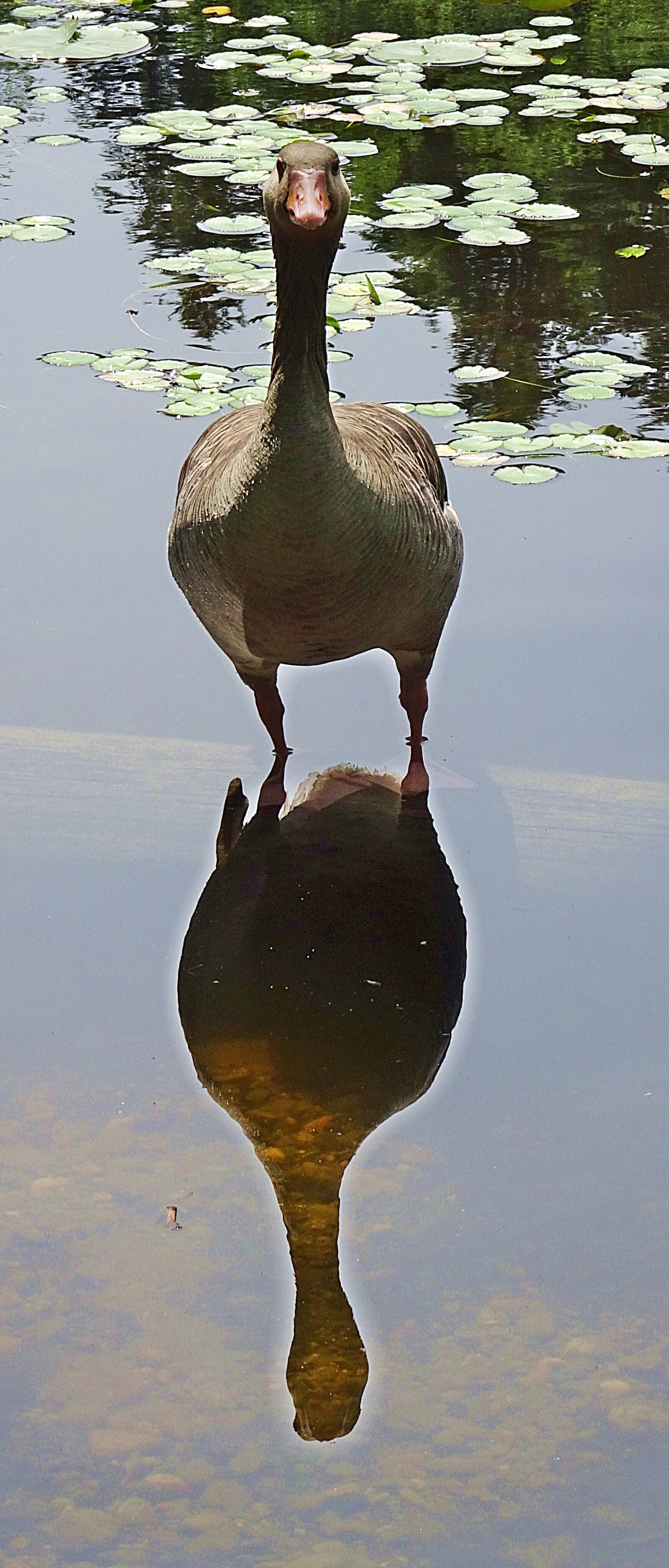 Sony Cyber-shot DSC-HX90V sample photo. Goose, to watch, water photography
