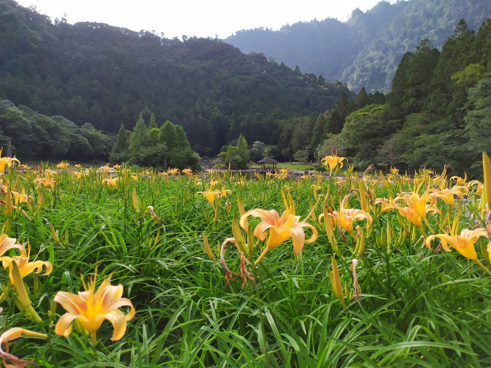 Xiaomi Redmi Note 7 sample photo. Orange daylily, tiger lily photography