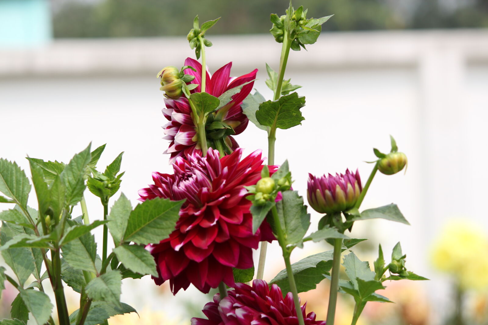 Canon EF-S 55-250mm F4-5.6 IS II sample photo