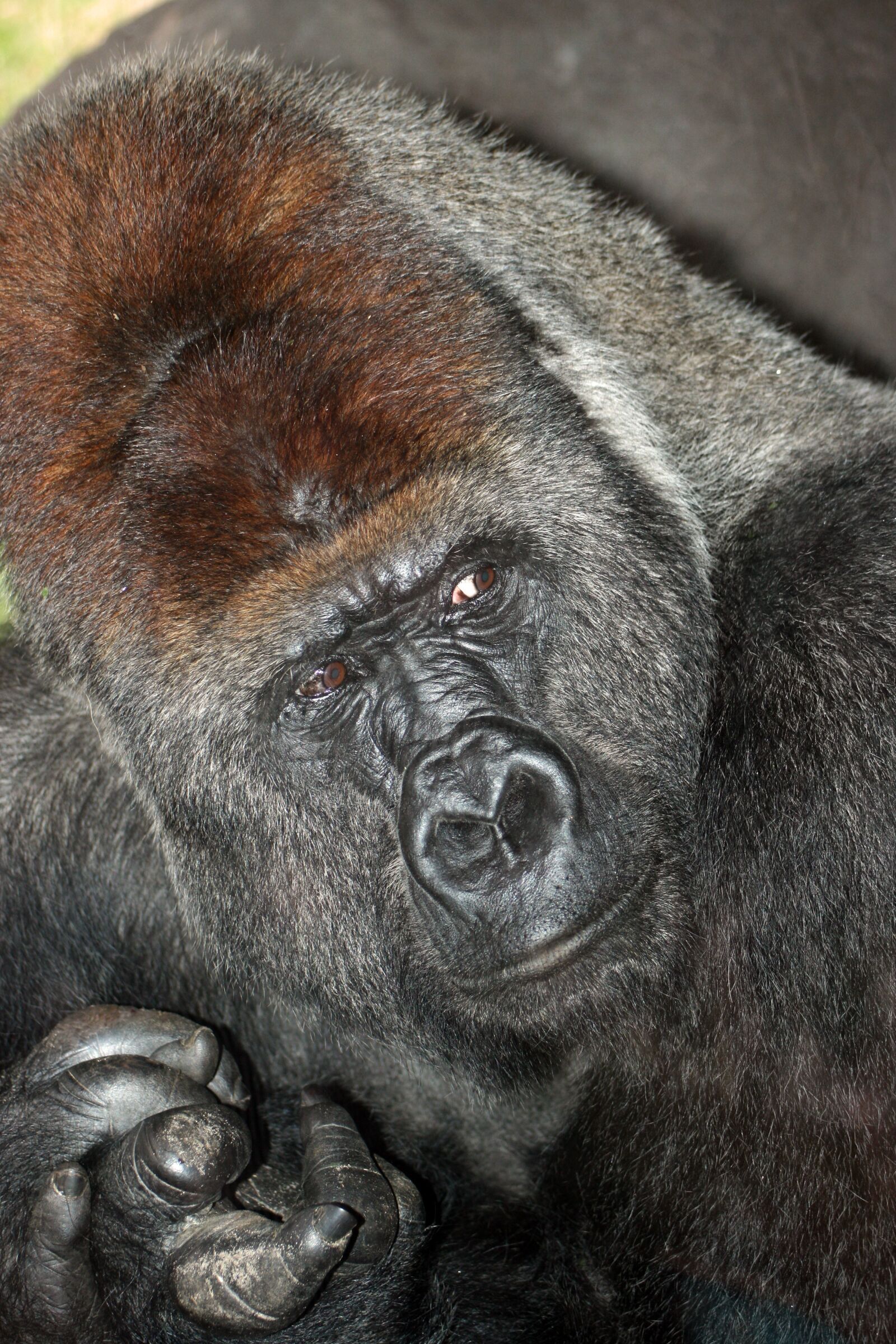 Canon EOS 400D (EOS Digital Rebel XTi / EOS Kiss Digital X) sample photo. Gorilla, finger, natural photography