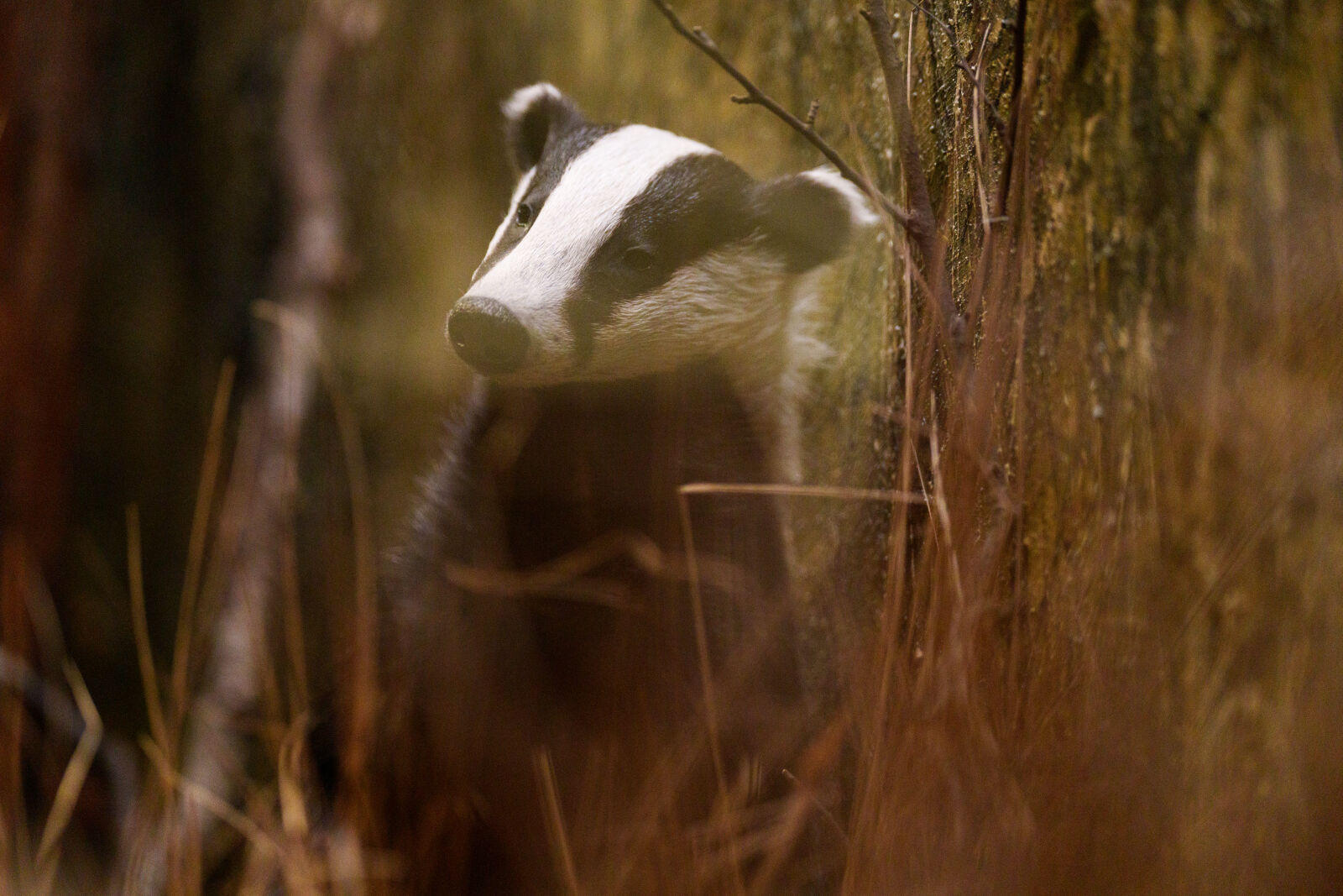 Sony a7R V sample photo. Badger at the exhibition photography