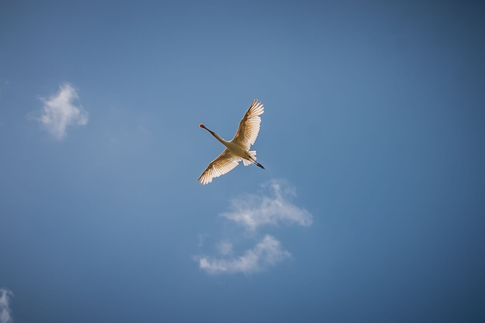 Canon EOS 70D sample photo. Lepelar, bird, flying photography