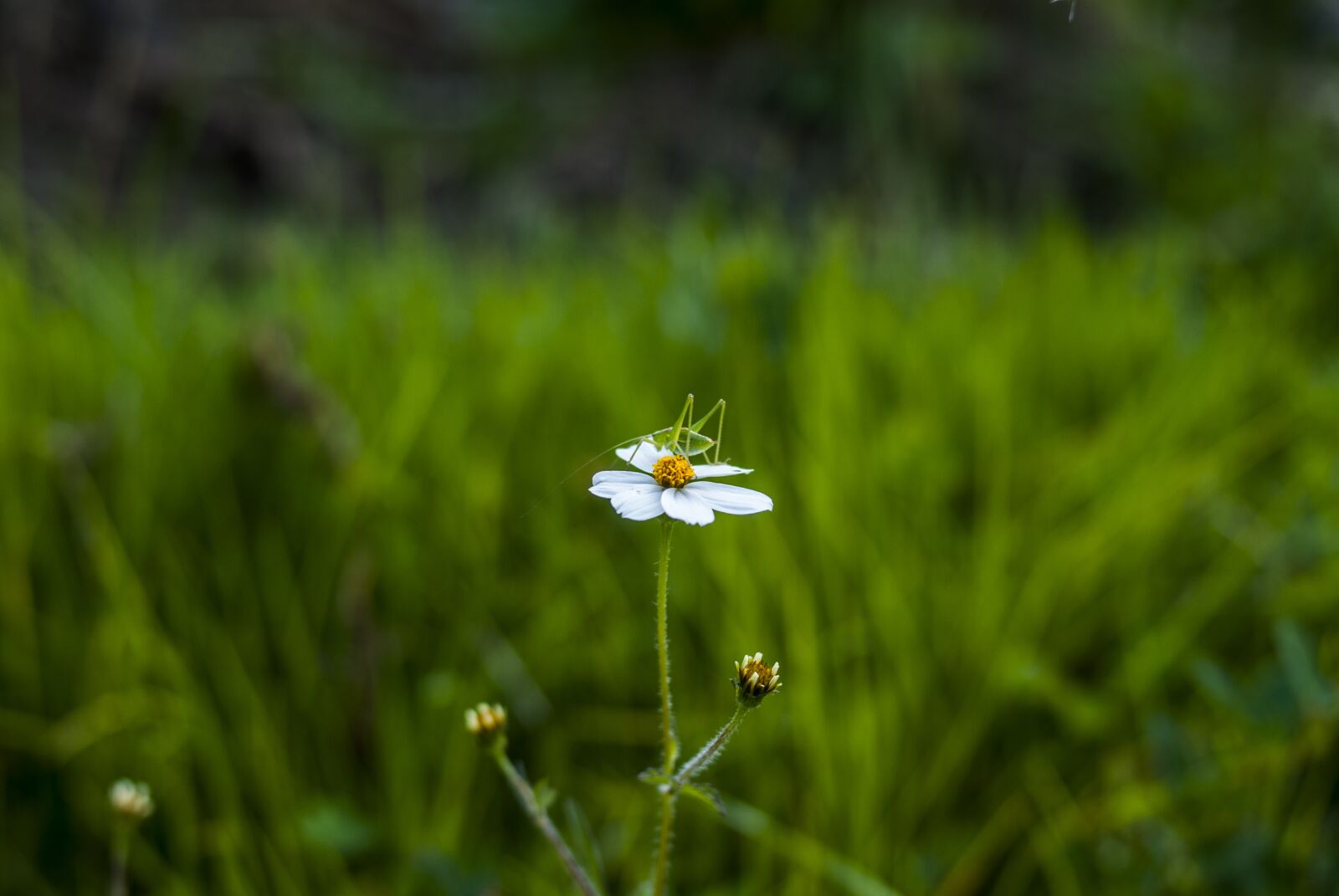 Nikon D60 sample photo. Cricket, lawn, nature photography