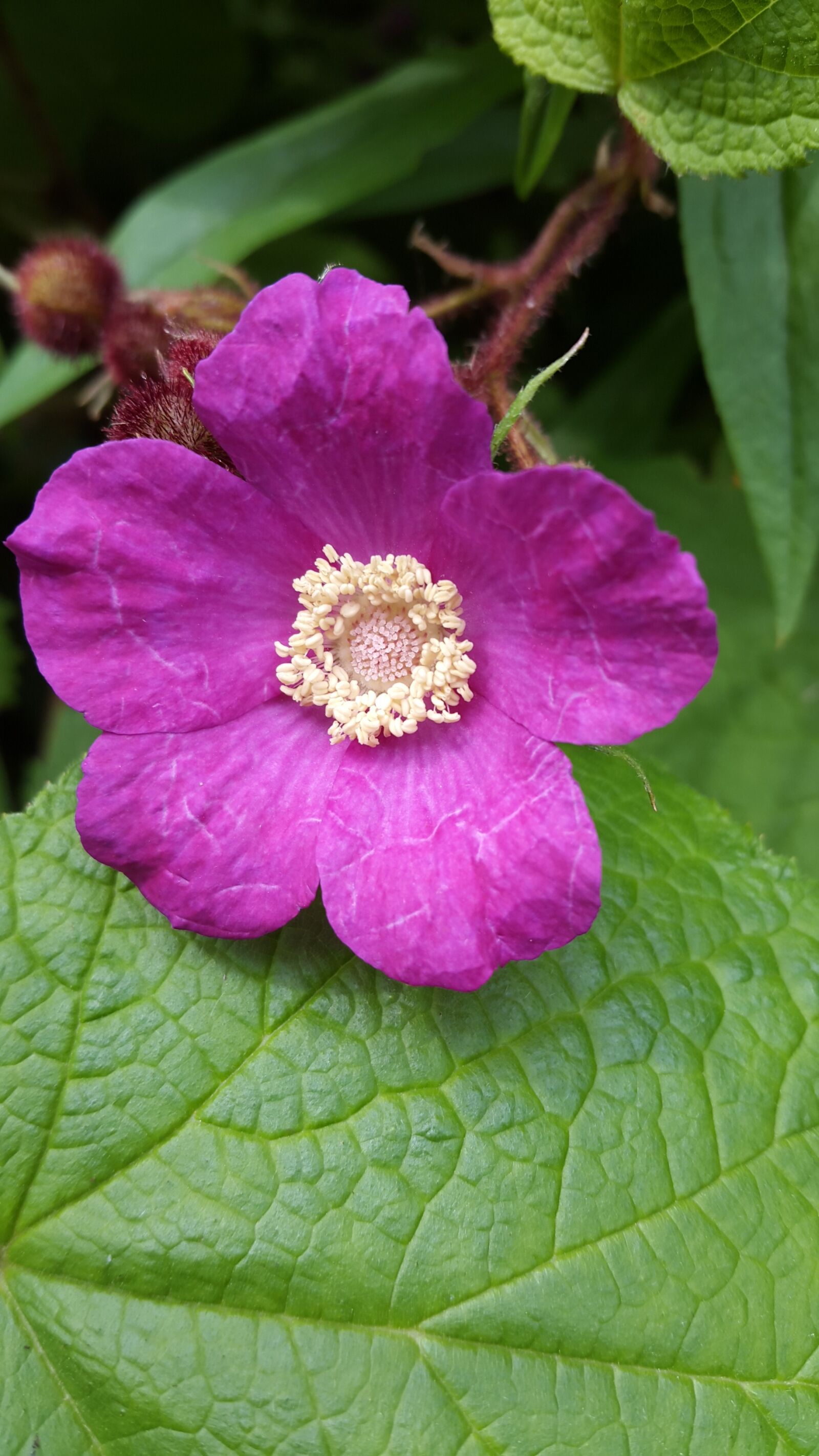 Samsung Galaxy S5 sample photo. Nature, flower, flora photography