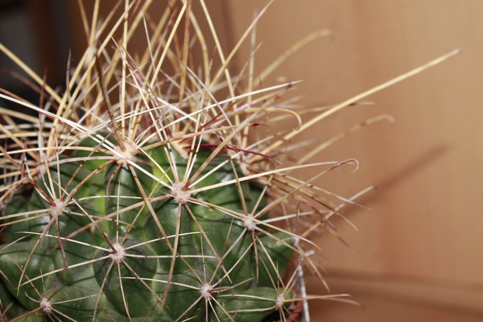 Canon EOS 1100D (EOS Rebel T3 / EOS Kiss X50) sample photo. Cactus, plant, thorns photography