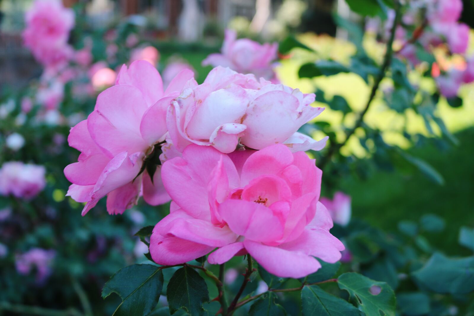 Canon EOS 750D (EOS Rebel T6i / EOS Kiss X8i) sample photo. Basel, sunny days, natural photography