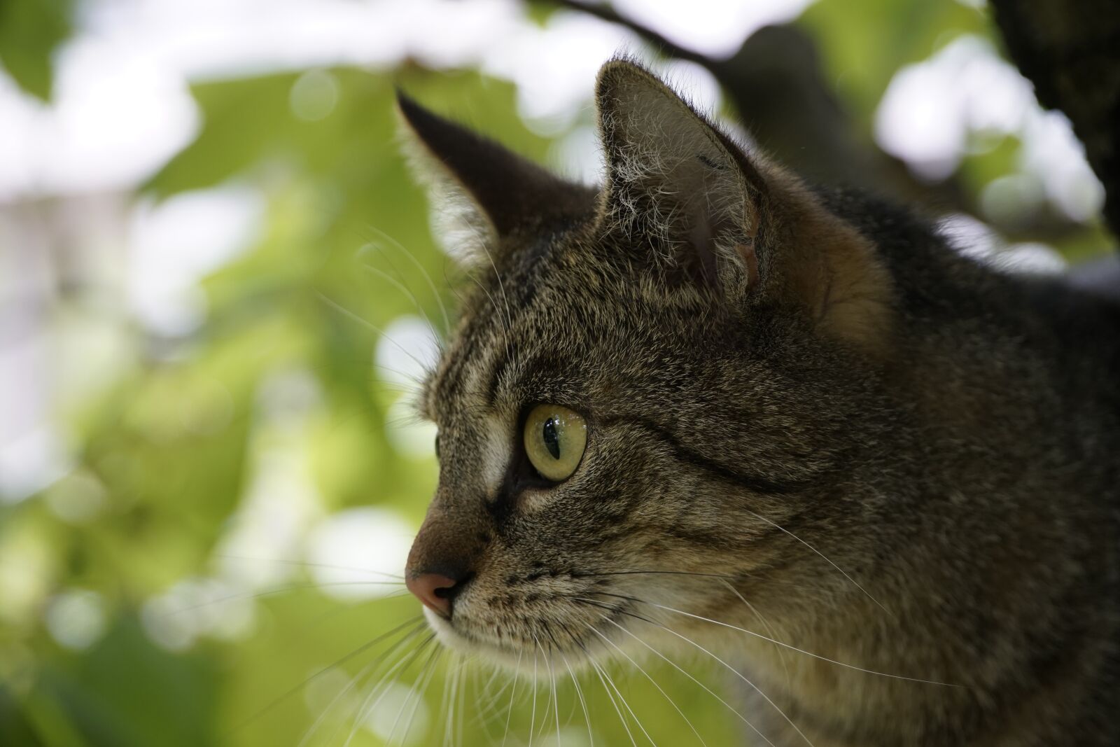 Sony a7R II + Sony E PZ 18-105mm F4 G OSS sample photo. Cat, chasing, animal photography