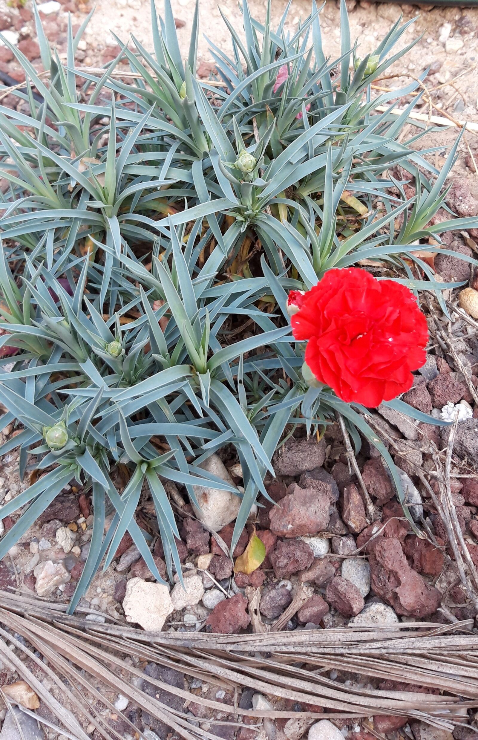 Samsung Galaxy A6 sample photo. Red, flower, garden photography